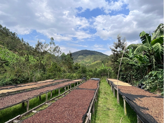 Picture of Kawa ziarnista RWANDA MUHABURA ROYAL ROBUSTA OMNIROAST 1kg