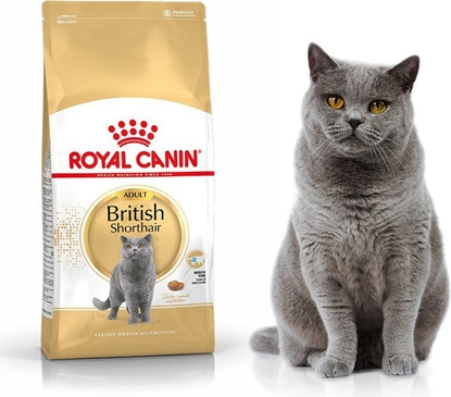Picture of Royal Canin British Shorthair karma sucha dla kotów dorosych rasy brytyjski krótkowosy 4kg