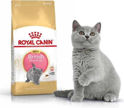 Picture of Royal Canin British Shorthair Kitten karma sucha dla kocit, do 12 miesica, rasy brytyjski krótkowosy 2kg