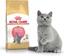Picture of Royal Canin British Shorthair Kitten karma sucha dla kocit, do 12 miesica, rasy brytyjski krótkowosy 2kg