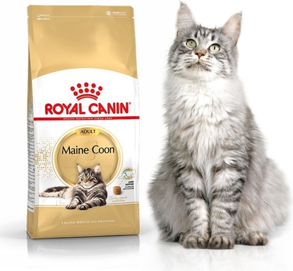Attēls no Royal Canin Maine Coon Adult karma sucha dla kotów dorosych rasy maine coon 4 kg