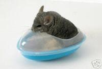 Attēls no Savic Basen dla szynszyla