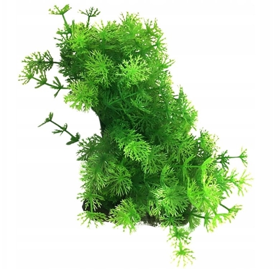 Изображение Aqua Natura,  rolina, do dekoracji akwarium, zielono-ta, plastikowa, 12-18 cm , gsta w drobne licie