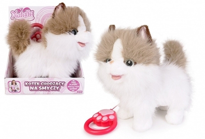 Attēls no Kot chodzcy na smyczy biao rudy