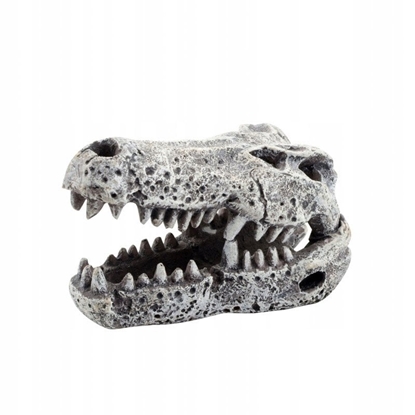 Picture of Aqua Natura Dekoracja akwarystyczna Czaszka krokodyla 6cm