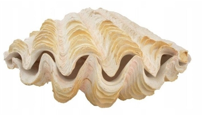 Picture of Aqua Natura Dekoracja akwarystyczna muszla perowa dua 18cm