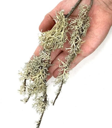 Picture of Lolo Pets Classic WIO Branches Lichen, dekoracyjny porost, do terrarium, patykowaty, 0,5kg, worek