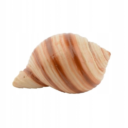 Изображение Terra Natura Aqua Natura Dekoracja akwarystyczna muszka gadki 7cm