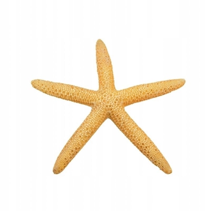 Picture of Terra Natura Dekoracja akwarystyczna rozgwiazda óta 11cm