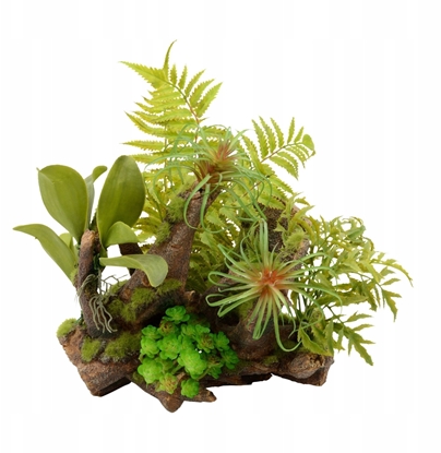 Изображение Terra Natura Kompozycja rolinna do terrarium 36cm