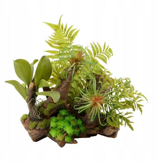 Изображение Terra Natura Kompozycja rolinna do terrarium 36cm