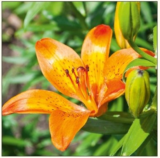 Picture of DA VINCI Karnet Kwiat Lilia DaVinci 16x16 cm + koperta (B2W 202 007)