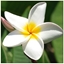 Picture of DA VINCI Karnet Kwiat Plumeria DaVinci 16x16 cm + koperta (B2W 202 001)