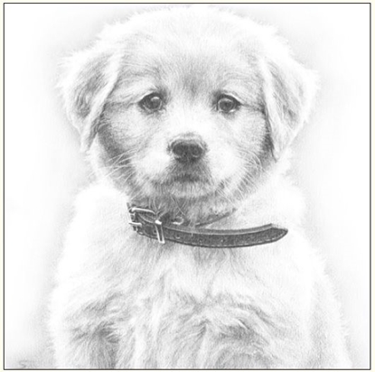 Изображение DA VINCI Karnet Pies Szkic 16x16 Cm + Koperta