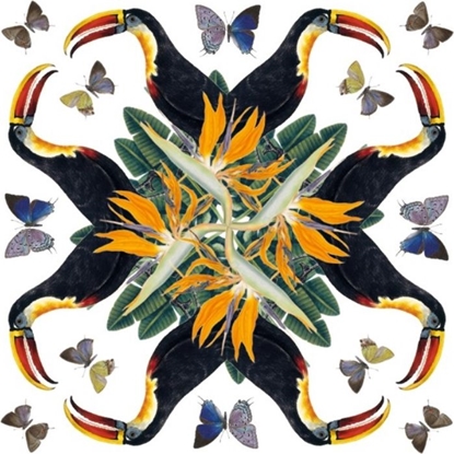 Picture of Museums & Galleries Karnet kwadrat White-throated Toucan z kopert