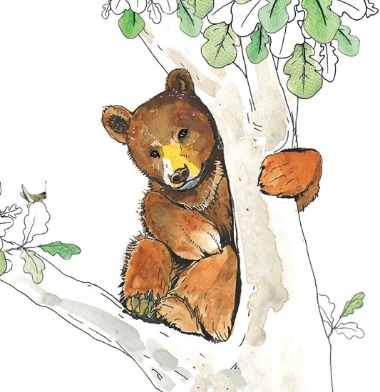 Picture of Rossi Karnet Swarovski Niedwied (CL1224)