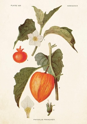 Изображение Skona Ting Karnet B6 + koperta Miechunka rozdta