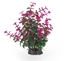 Picture of Terra Natura Aqua Natura, rolina do dekoracji akwarium, zielono-fioletowa, plastikowa, 20 cm, peperomia