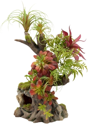 Изображение Terra Natura Kompozycja rolinna do terrarium 42cm