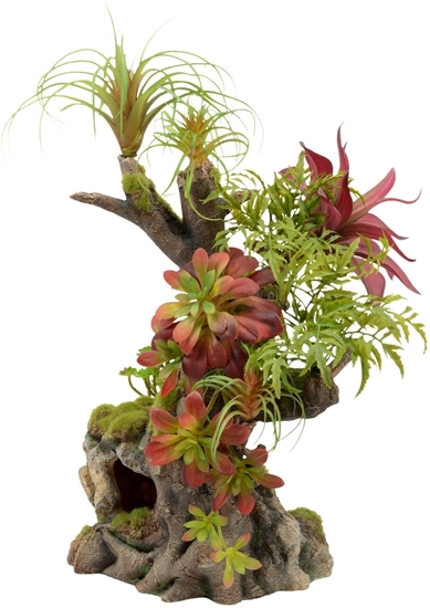 Изображение Terra Natura Kompozycja rolinna do terrarium 42cm