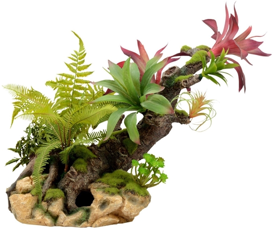 Picture of Terra Natura Kompozycja rolinna do terrarium 56cm