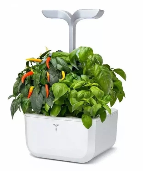 Picture of Veritable Doniczka Exky Classic