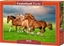 Picture of Dlion Castorland Horses in Spring Rush, 500 d.