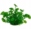 Picture of Aqua Natura, rolina, do dekoracji akwarium, zielona, plastikowa, 12 cm , licie parasolowate