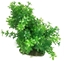 Picture of Aqua Natura, rolina, do dekoracji akwarium, zielona, plastikowa, 12-18 cm , gsta w drobne licie