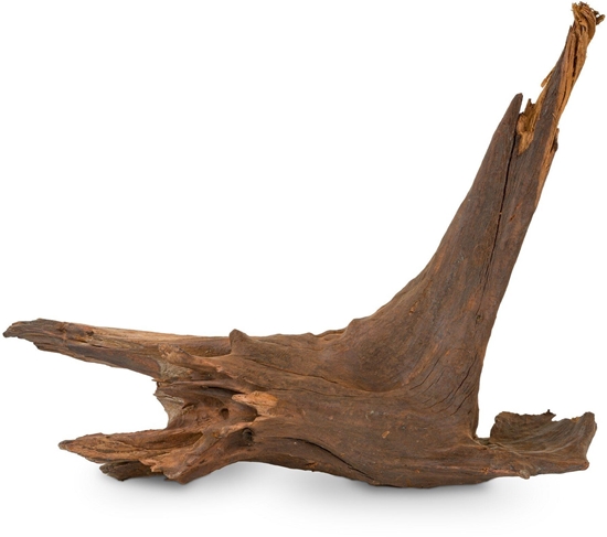 Picture of Korze Koralowcowy do akwarium / terrarium 25-60 cm