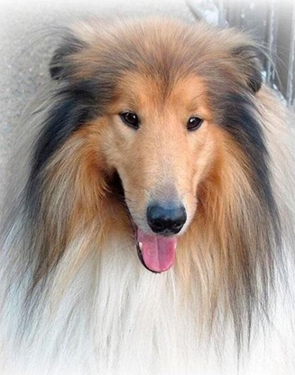 Picture of Norimpex Mozaika diamentowa 5D - Lassie 40x30cm