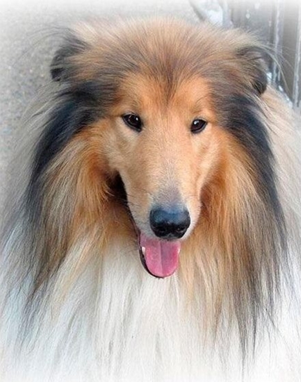 Picture of Norimpex Mozaika diamentowa 5D - Lassie 40x30cm