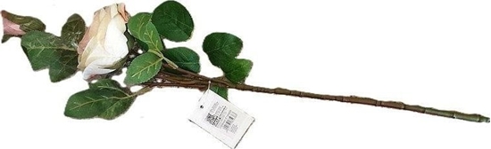 Picture of Róa piankowa 53cm