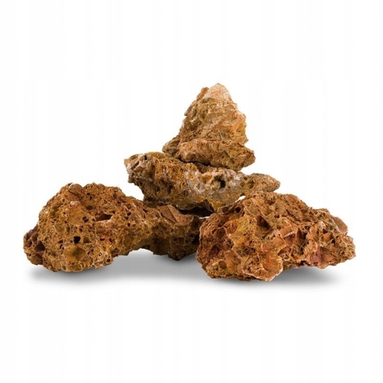 Picture of Skaa klonowa dekoracyjna do akwarium / terrarium 10-40 cm