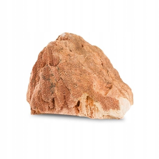 Picture of Skaa z czerwonymi yami, dekoracyjna do akwarium / terrarium 10-25 cm