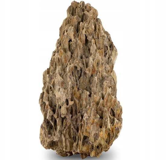 Picture of Skaka Smocza skaa, M 20-30CM