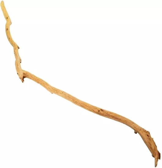 Picture of Terra Natura Drewno drzewa Rhododendron do 200 cm