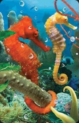 Изображение Worth Keeping Mini kartka 3D Konik Morski