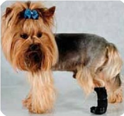 Picture of Grande Finale Grande Finale But na chor ap r.5 - 10cm