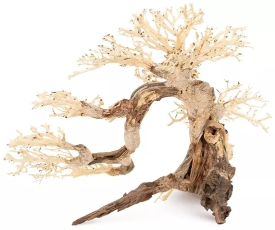 Picture of Tonce drzewo Bonsai nr 63 75x45