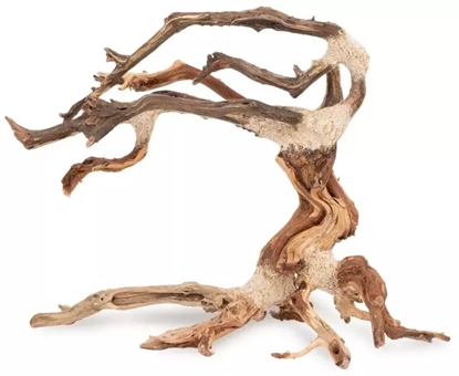 Picture of Tonce drzewo Bonsai nr nr 24 25x20