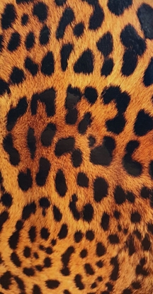 Picture of Evelatus Universal Leopard Colorful Film for Screen Cutter