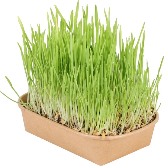 Picture of Trixie ZOLUX Trawa oczyszczajca dla kota do samodzielnej uprawy