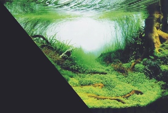 Изображение Zolux ZOLUX To do akwarium dwustronne Amazonka/czarne 60 x 120 cm