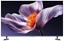 Picture of Telewizor Xiaomi TV S Pro Mini LED 55 (67524)