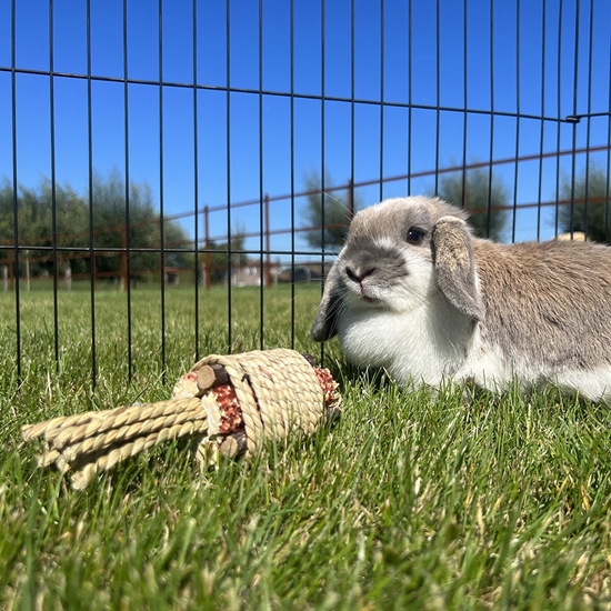 Picture of Duvo+ DUVO+ ZABAWKA DLA GRYZONI PLECIONKA Z     KUKURYDZ I HIACYNTEM 

16x4,7x4,7cm