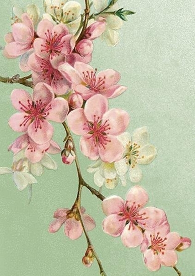 Picture of Karnet ST471 B6 + koperta Kwiaty wini