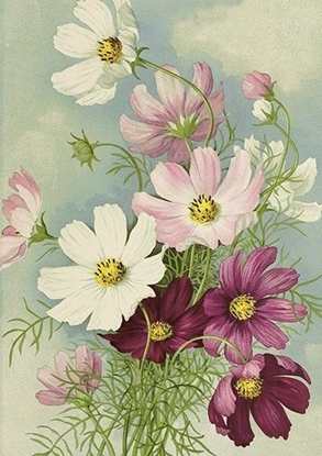 Attēls no Karnet ST475 B6 + koperta Zawilec