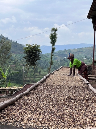 Изображение Kawa ziarnista Muhabura Kawa ziarnista RWANDA MUHABURA NATURAL ESPRESSO 1kg