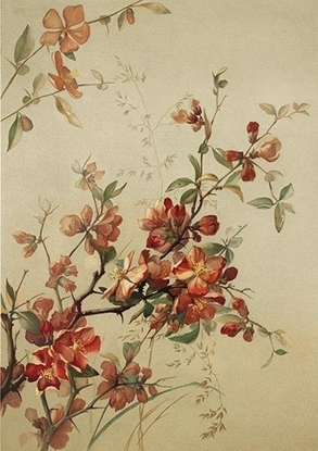 Attēls no Skona Ting Karnet ST412 B6 + koperta Pigwowiec japoski